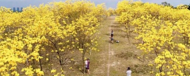 松山湖的黄花风铃木在哪里 松山湖的黄花风铃木位置