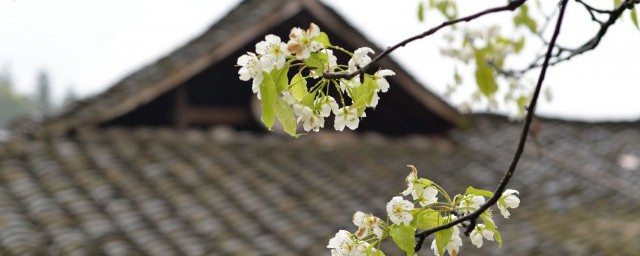 清明节花有什么寓意 详解清明节的花有哪些寓意