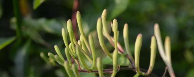 金银花什么症状是坏了 金银花如何辨别好坏