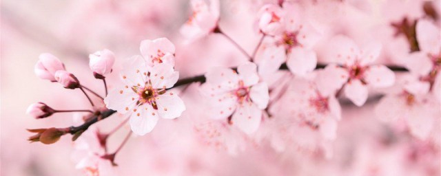 樱花什么季节开 樱花简介