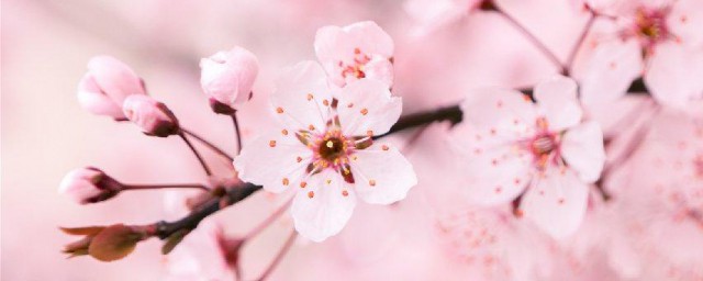 樱花什么时候开花季节是春天吗 樱花介绍