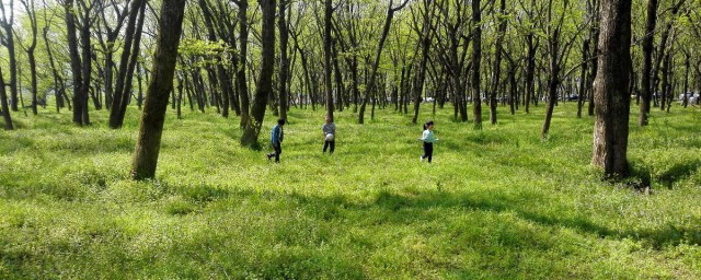 踏青古诗 踏青古诗三首