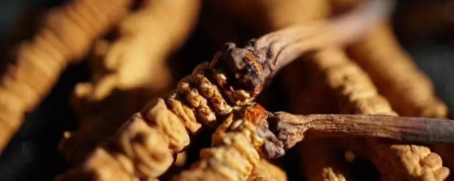 什么人不能吃虫草 哪些人不适合吃虫草