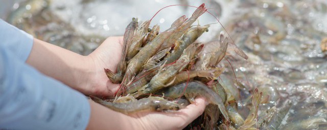 处理过的基围虾如何保存 如何保存处理过的基围虾