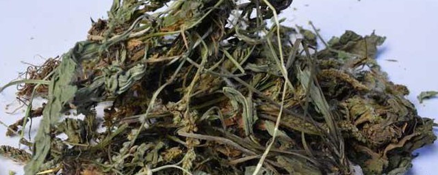 车前子叶的功效与作用及禁忌 详解车前子叶有哪些功效禁忌