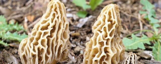 怎样判断羊肚菌坏了 怎样判断羊肚菌有没发霉