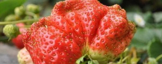 草莓吃多了会拉肚子吗? 草莓吃多了会不会拉肚子