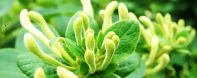 山银花的采收方式 详解山银花的采收要领