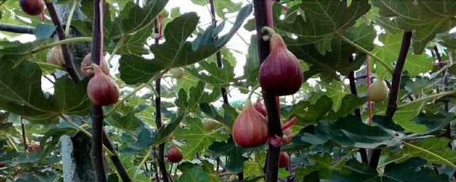 栽无花果树苗的小妙招 无花果苗怎样种植?