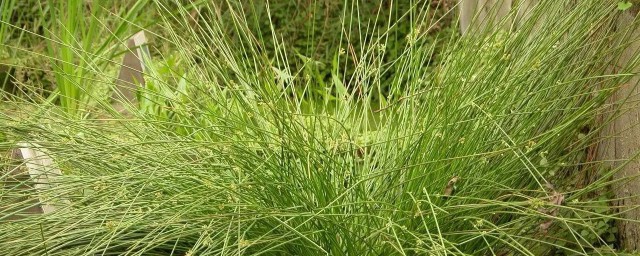 灯芯草禁忌 灯芯草禁忌是什么呢