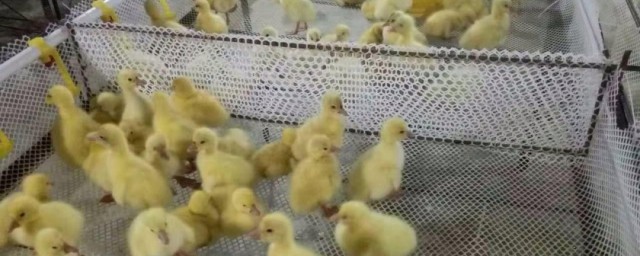 鸡鸭鹅育雏保温室常见加热技巧 鸡鸭鹅育雏怎样保温