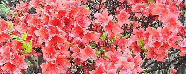 冬天杜鹃花花朵蔫了怎样回事 冬天杜鹃花花朵蔫了的原因解析