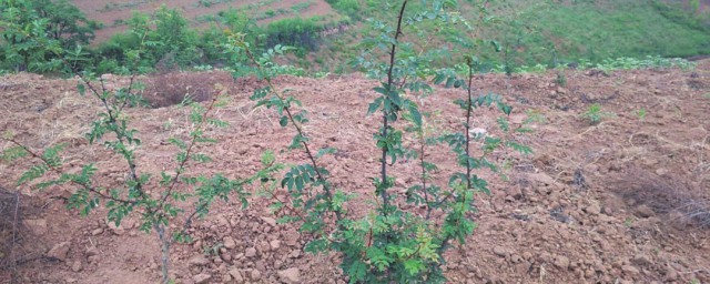 吊篮花椒种植技巧 吊篮花椒种植技巧是什么