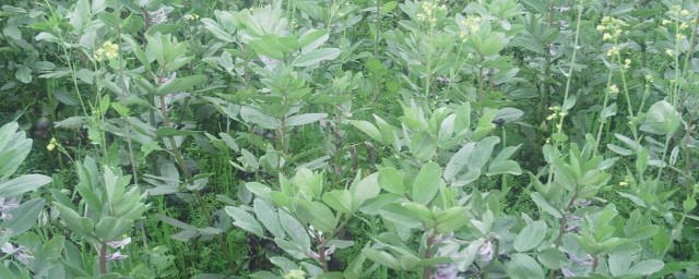 胡豆的种植技巧 胡豆的种植技巧次序