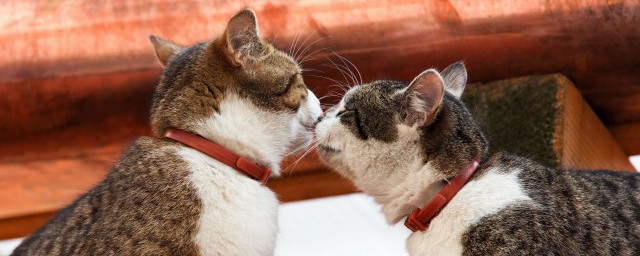 猫咪吃的鸡胗如何做 猫咪吃的鸡胗做法