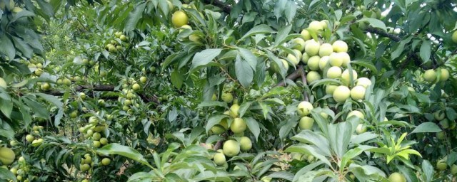 李树种植技巧 李子树种植技巧