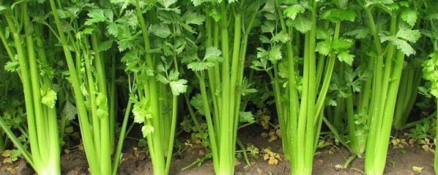 芹菜苦是怎样回事 芹菜苦的原因简介
