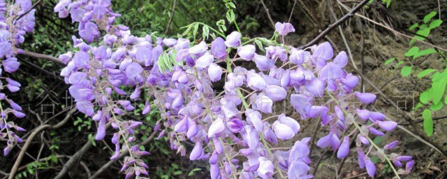 葛花树种植技巧 葛花树怎样种植
