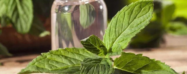 薄荷精油在家制作方式 如何自制薄荷精油