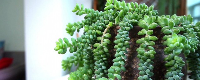 翡翠绿植的扦插技巧 翡翠景天扦插技巧分享