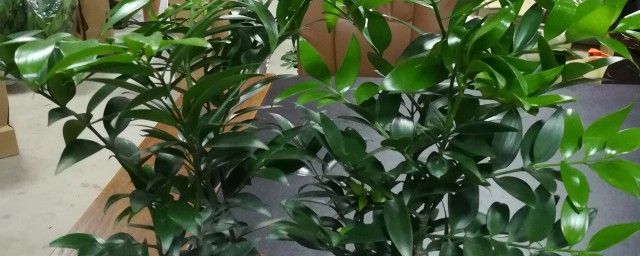 竹柏修剪技巧 修剪竹柏的妙招