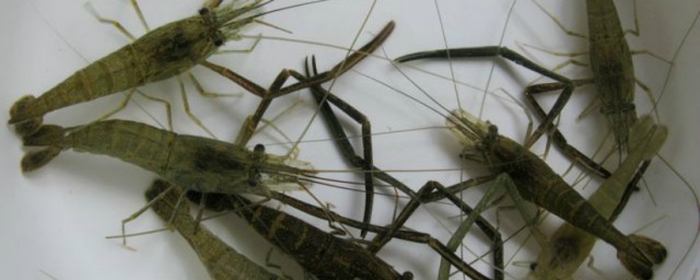 小河虾怎么保鲜 河虾如何保存才能保持新鲜