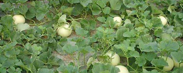 香瓜的种植技巧次序 种植香瓜的次序?