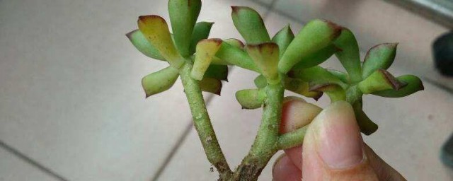 水培多肉要领和注意事项 怎么水培多肉和忌讳