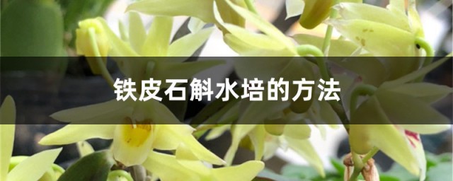 水培石斛最佳方式 铁皮石斛水培的办法分享