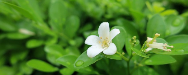 七里香催芽的要领 七里香种子如何种