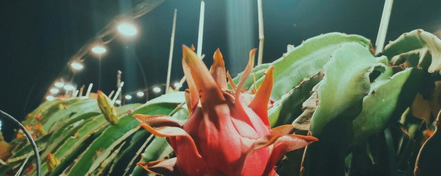 室内养花补光灯的技巧 植物补光灯使用事项分享