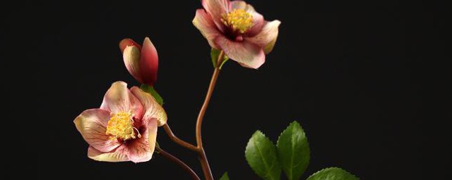 兔葵花的养殖办法 养护兔葵花的流程