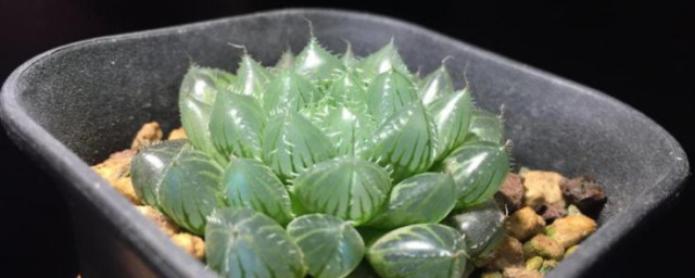 多肉紫玉露的养殖技巧与注意事项 怎样养护多肉紫玉露和禁忌