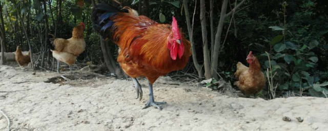 养鸡小妙招 养鸡十大小秘诀