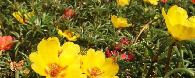 太阳花种植妙招 太阳花的种植技巧