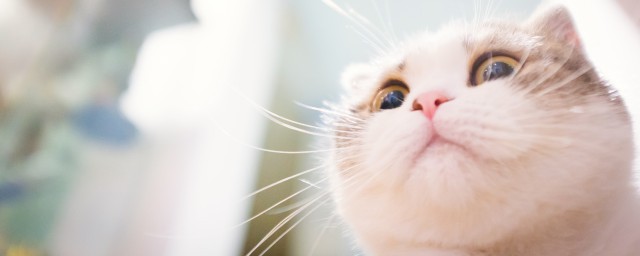 在家做猫的食物该怎样做 自制猫粮的配方及其做法