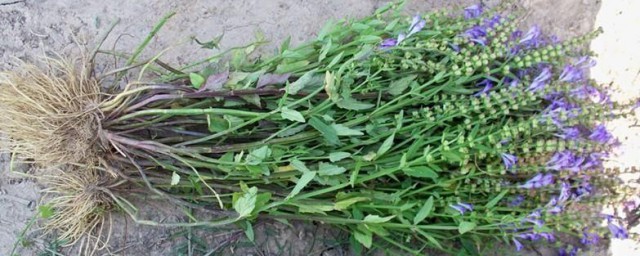 夏枯草哪些人不能吃 不能吃夏枯草的人群简介