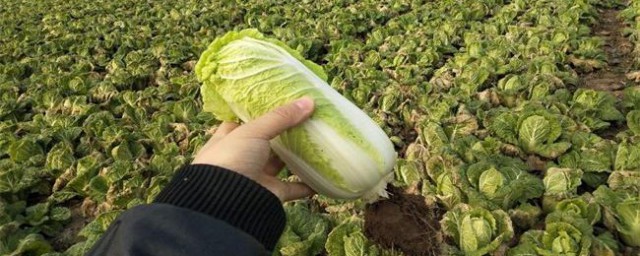 小娃娃菜的栽培办法 小娃娃菜如何种