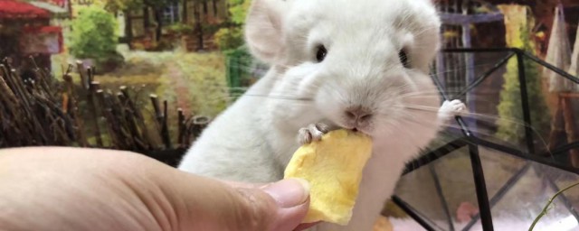 龙猫繁殖的最佳方式 龙猫什么时候可以繁殖