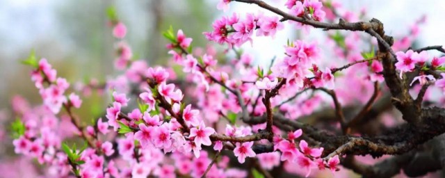 桃花防冻的最佳要领 桃花防冻办法分享