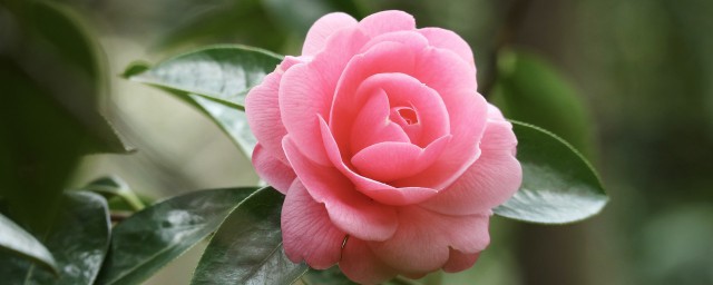 九朵粉色玫瑰花代表什么意思 怎样理解九朵粉色玫瑰花的意思