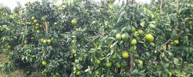 柑橘种植的办法 柑橘种植的方法步骤