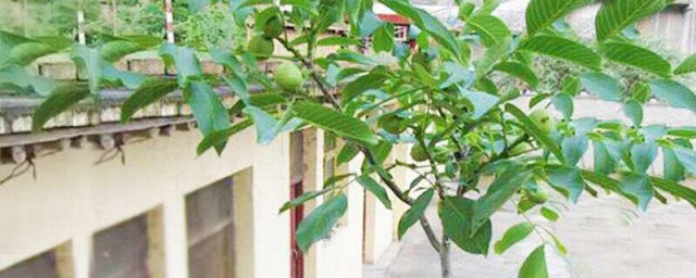 盆栽核桃树的栽培技巧 盆栽核桃树栽培技巧详解