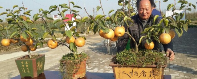 盆栽梨树栽培技术及技巧 梨树盆景栽培技术