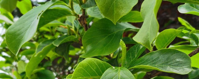 嫁接玉兰花树的种植要领 玉兰嫁接方式介绍