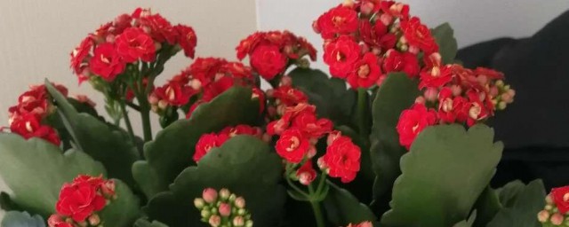 长寿花有毒吗 长寿花有没有毒