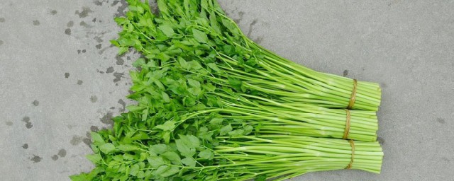 水芹菜和毒芹有哪些区别 水芹菜和毒芹区别是什么