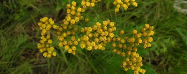 荆草生长的地方是有黄金吗 荆草生长的地方有没有黄金