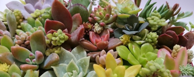 多肉植物品种 多肉植物品种介绍