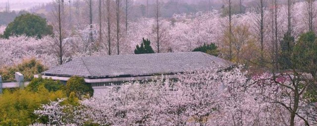 惠州樱花谷风景区在哪里 惠州樱花谷风景区简单简介